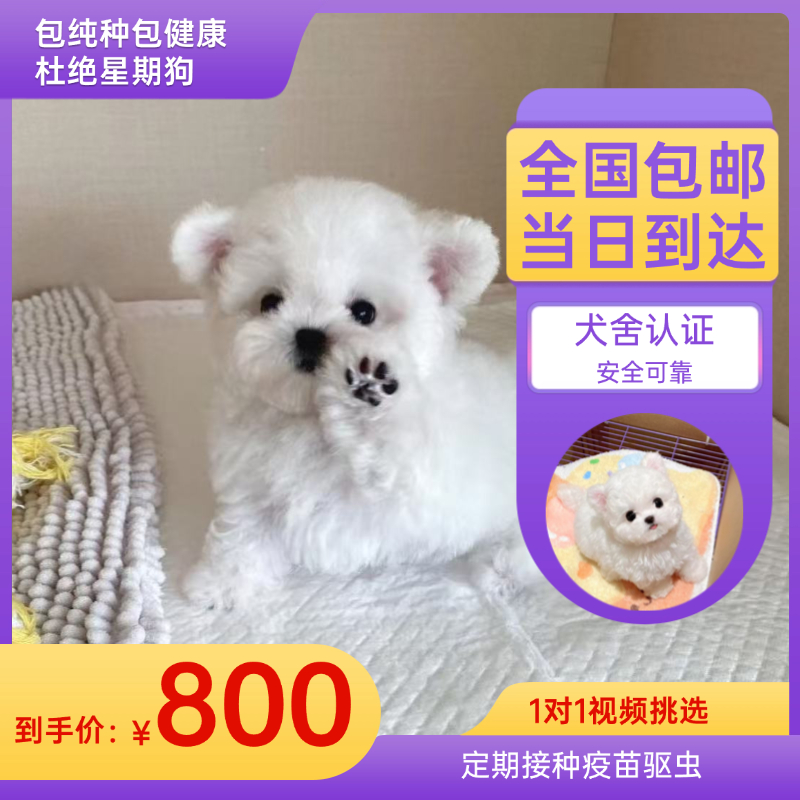 纯种比熊博美幼犬小体茶杯体宠物活体狗狗800