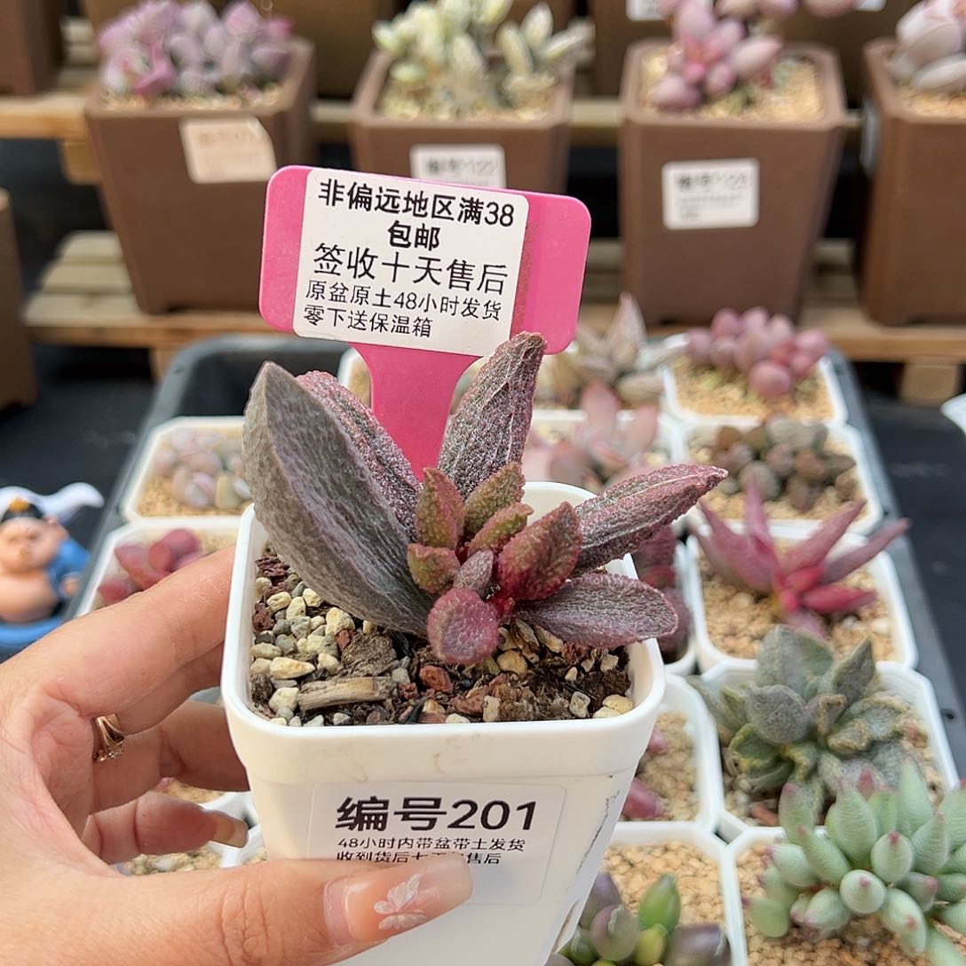 201猪舌多肉植物