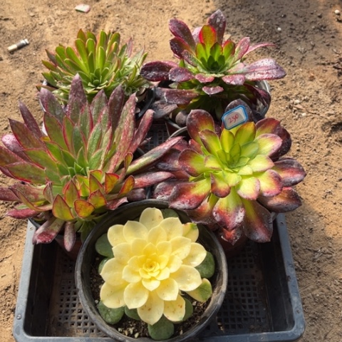 250多肉植物组合