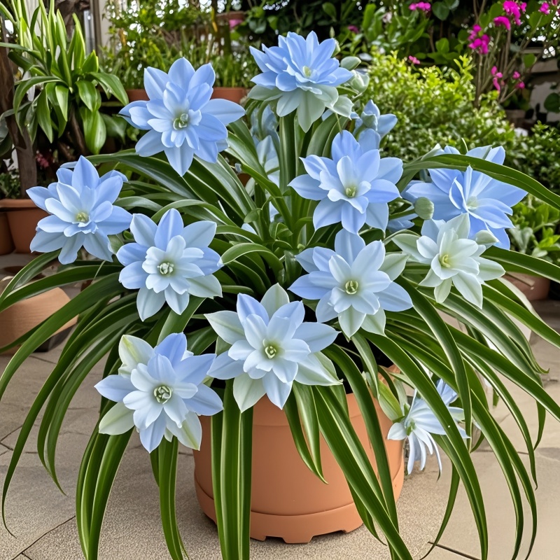 【新品首发】大花浓香型金心吊兰绿植盆栽四季可种耐寒热花卉好养活