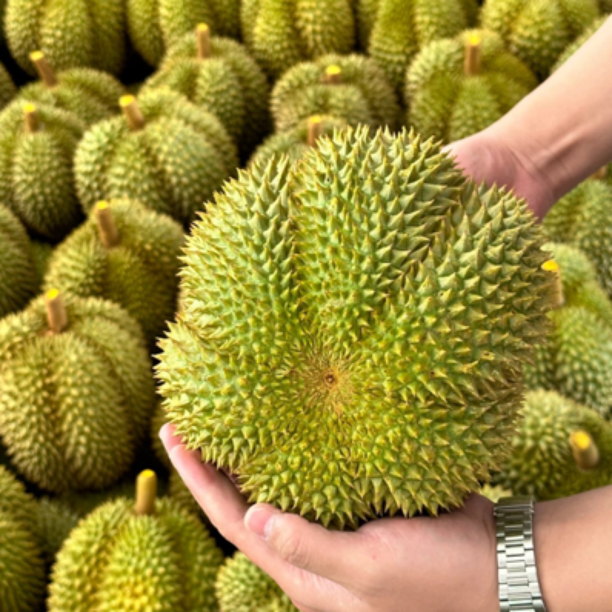 【一物一拍】泰国空运老树甲仑鲜榴莲 皮薄核大肉香 干包黄肉3斤起水果同城送甲仑泰国东部