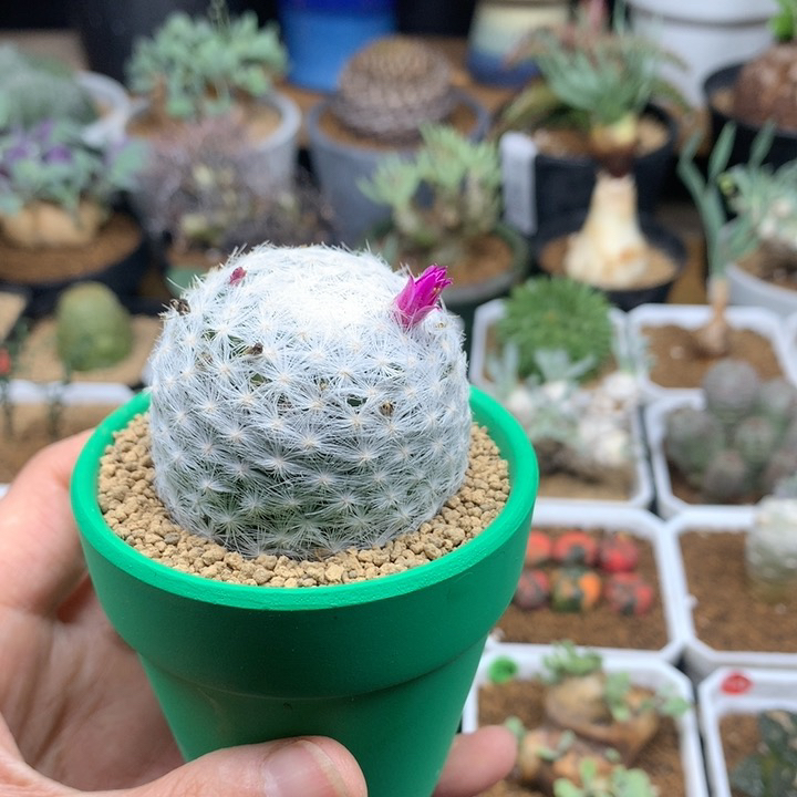 大春星仙人球带盆