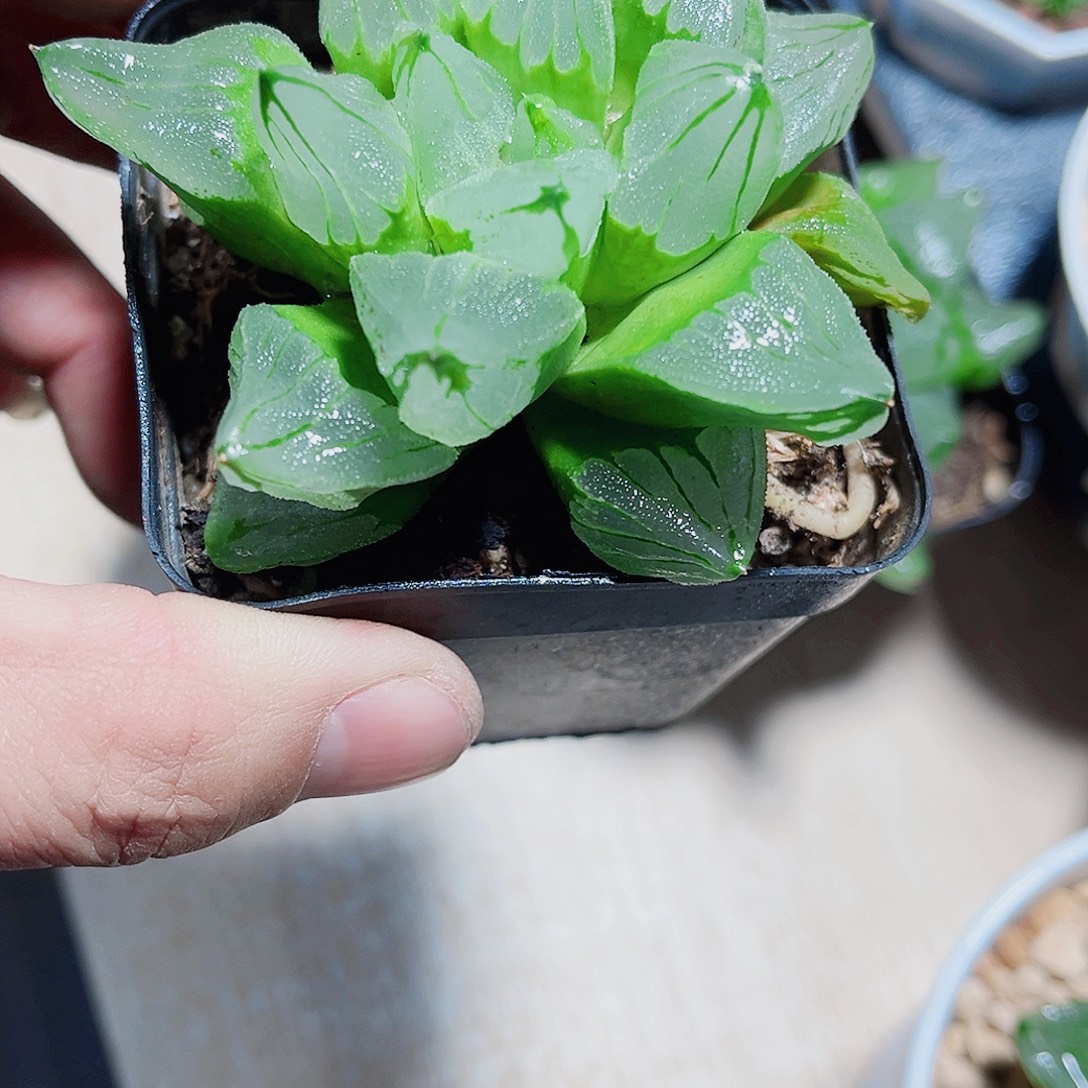 冰城寿精品十二卷