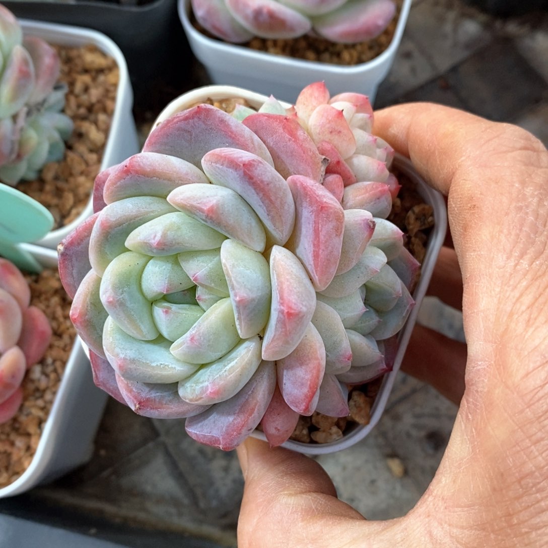 精品多肉一物一拍不包整115