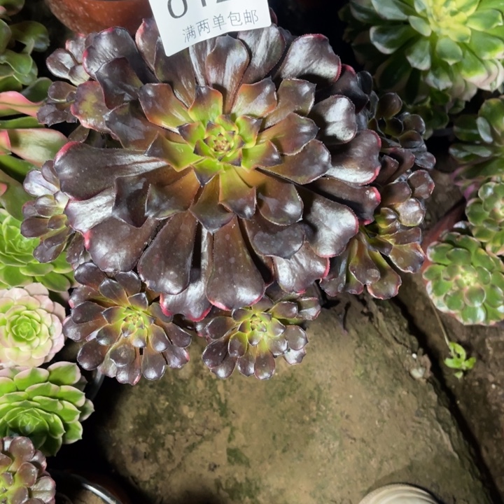 火烧云多肉的人0127