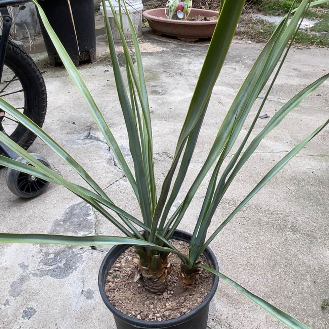 稻草人双头，福利