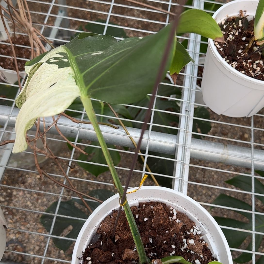 *****无花朵龟背竹一物一拍