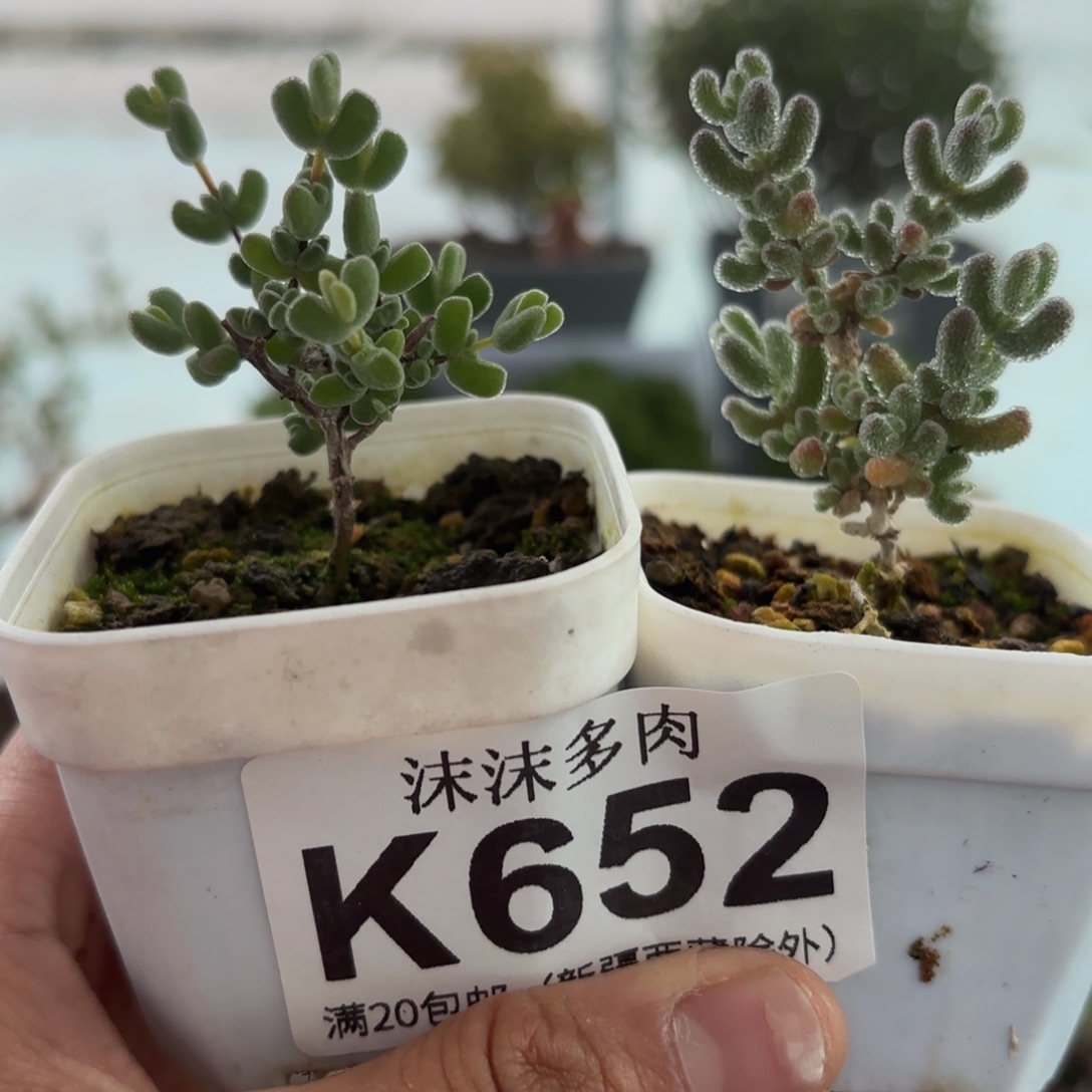 ****～652冰钻和月曲组合