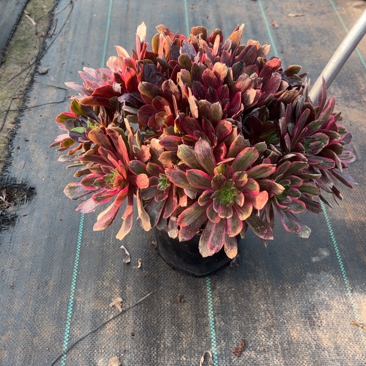 25灰姑娘多肉多肉多肉