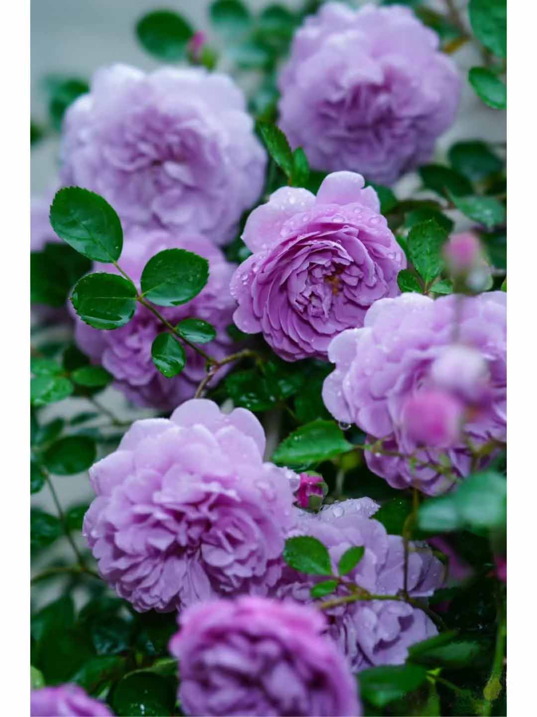 蓝色阴雨花卉重瓣可庭院阳台四季开花（中大）