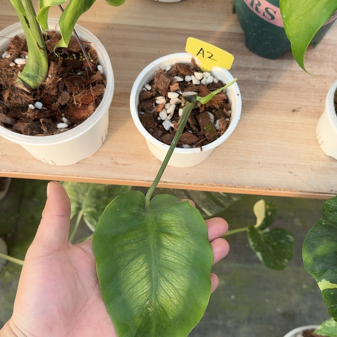 不开花植物麒麟光之翼每日秒杀价A2