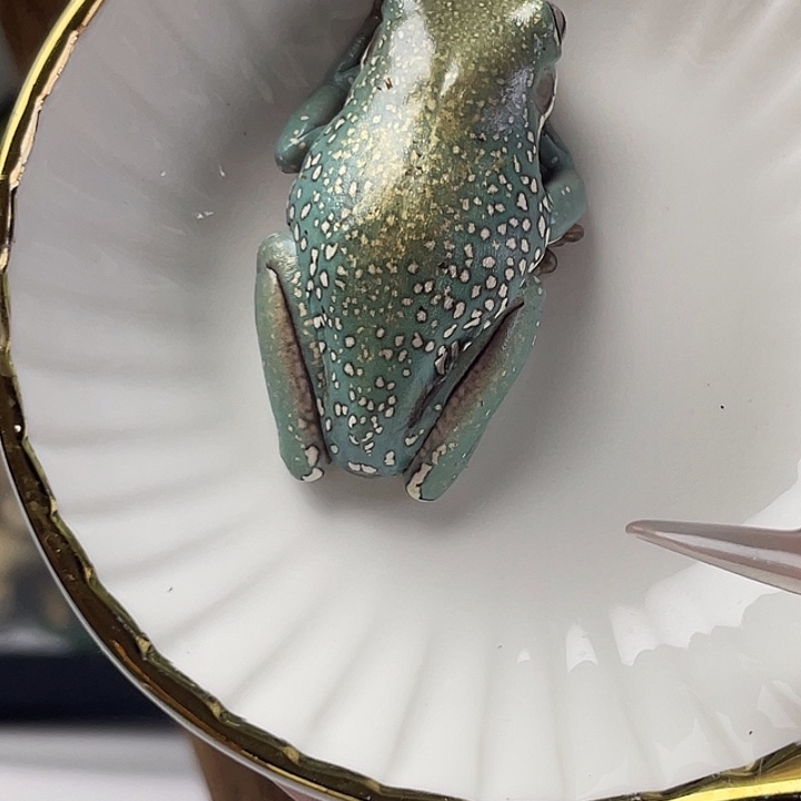 老爷树蛙150对澳蓝暴雪洒金 两侧雪花超大1502