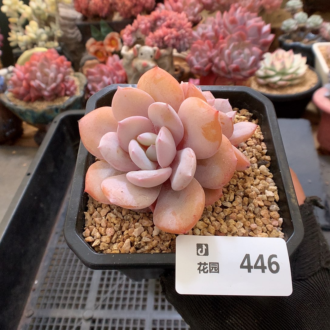 446奶茶多肉植物6666