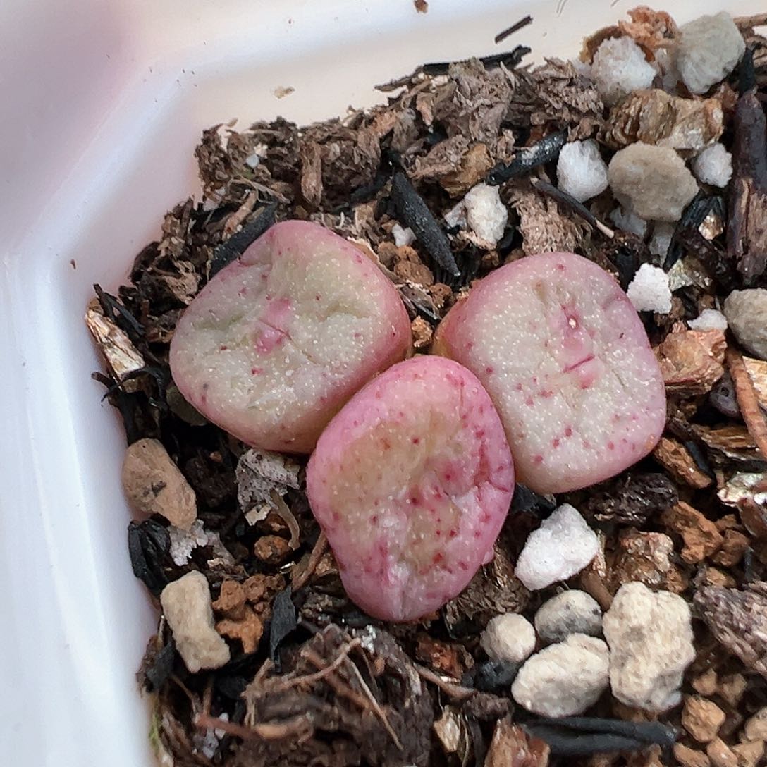 mg1415 方碗多肉肉锥