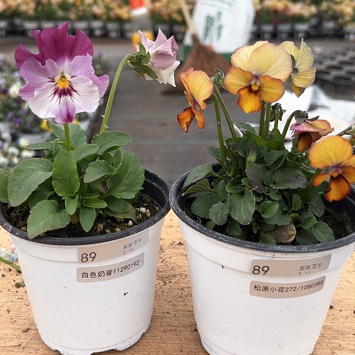 红陶抖音直播闪拍89