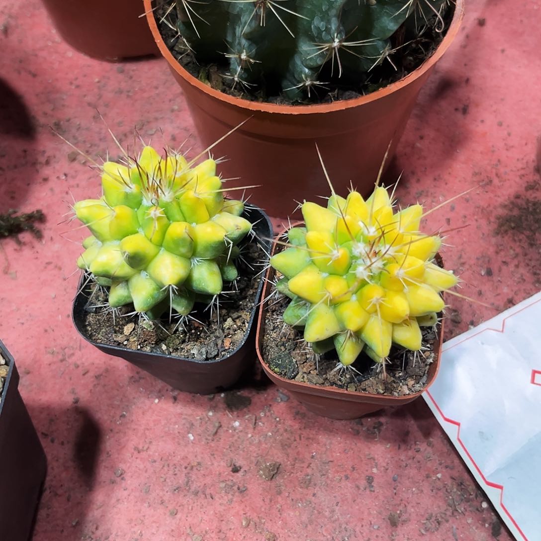 菠萝锦仙人球花卉