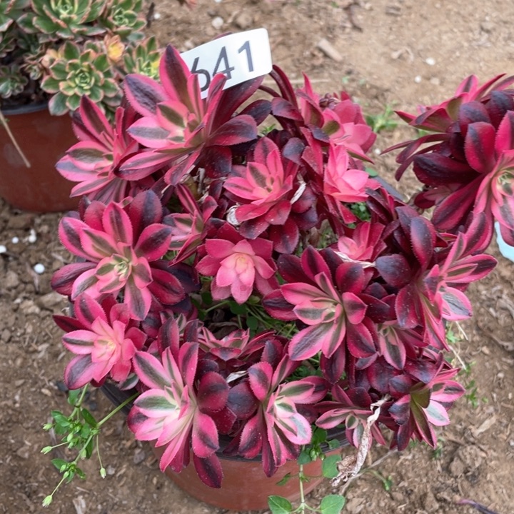 641多肉植物美杜莎有砍