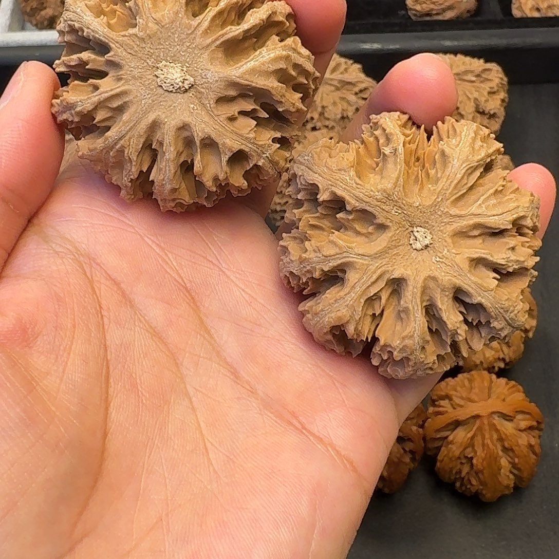 核桃突突突突突突突突突突突突突突