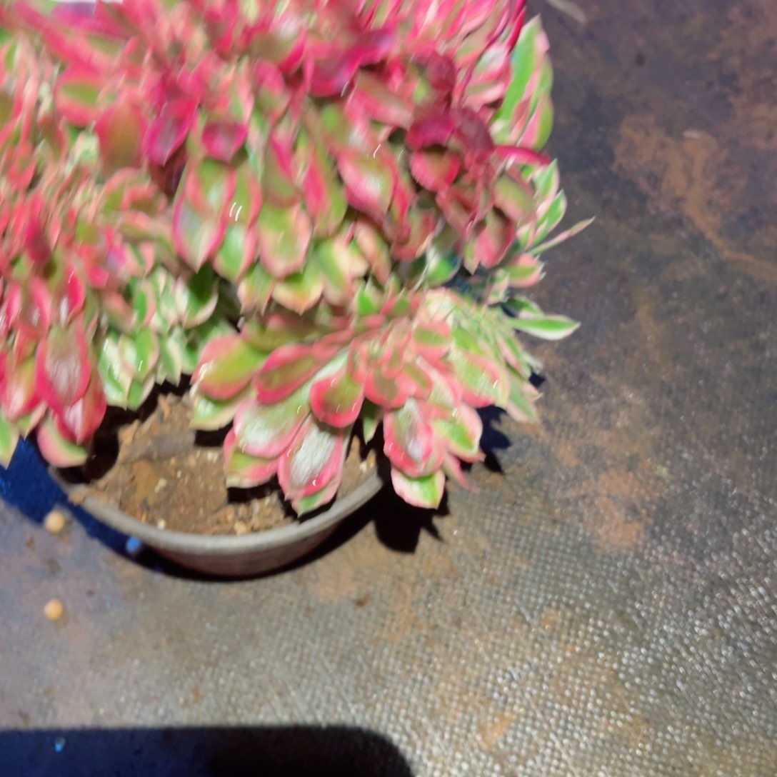 788 号多肉植物新年福利