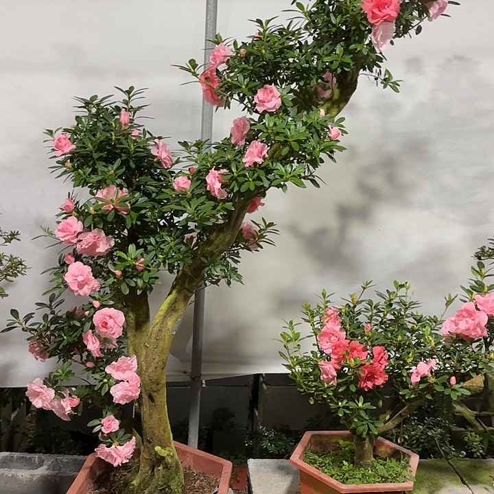 跳***跳无花朵杜鹃盆景杜鹃