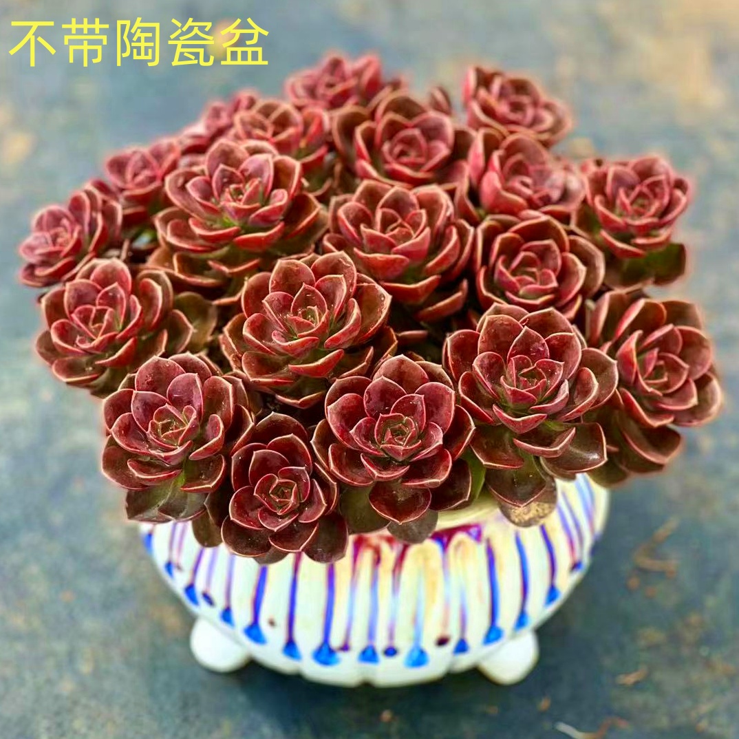 M红酒玫瑰 多肉新手室内室外好养好活 耐旱云南基地发货