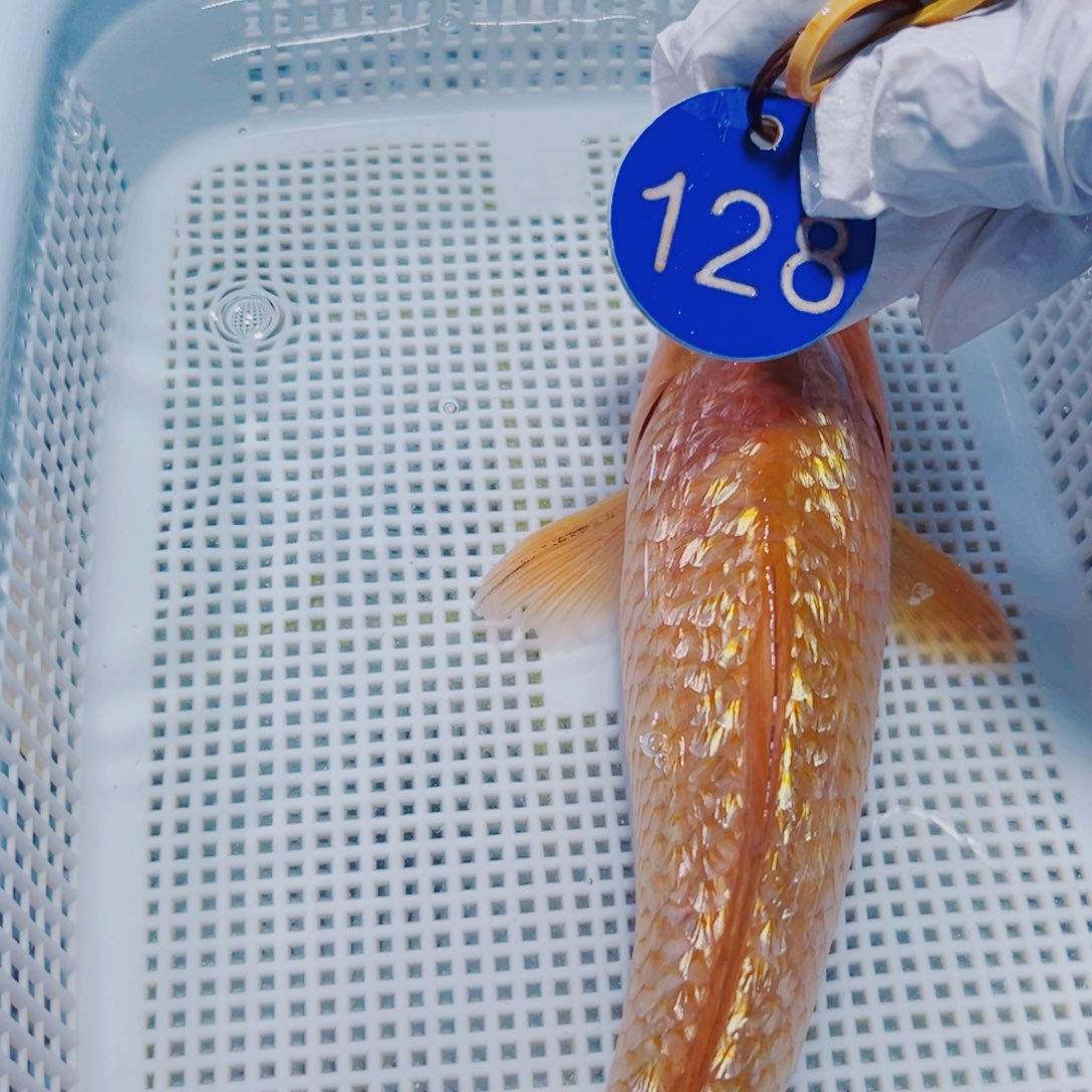 锦鲤锦鲤冷水观赏128