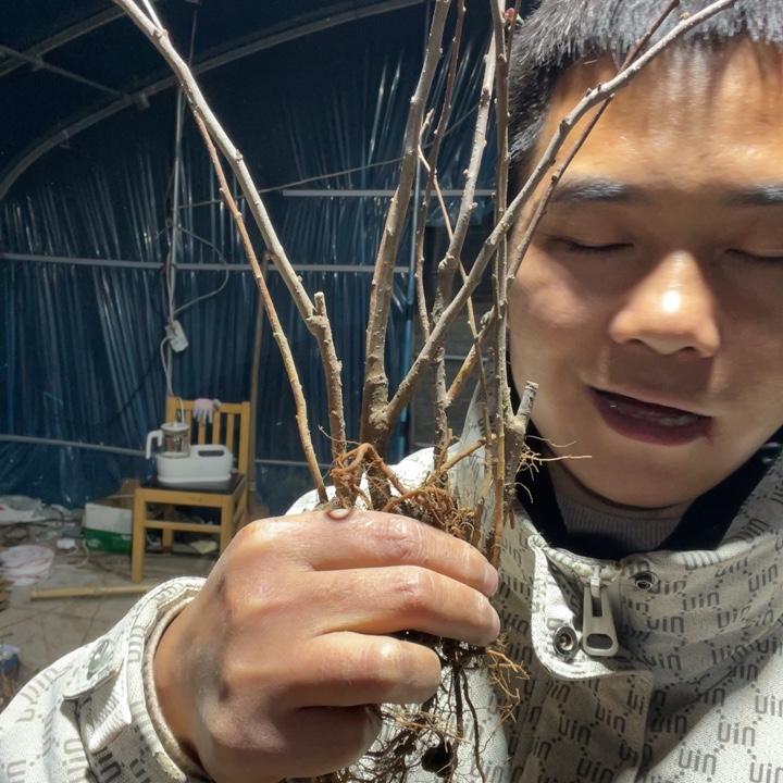 沂州红海棠花一颗