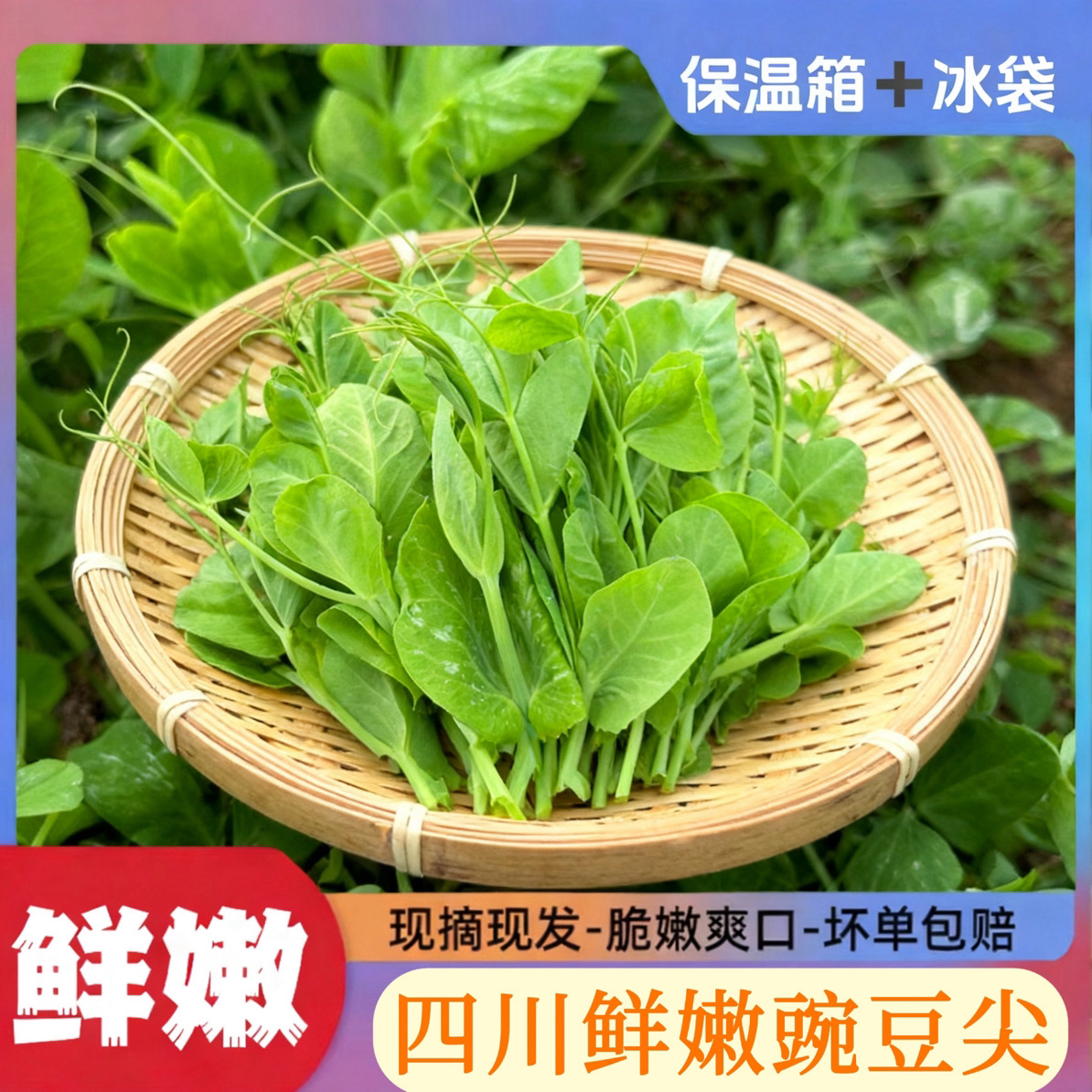 四川农家新鲜豌豆尖现采现发保鲜发货