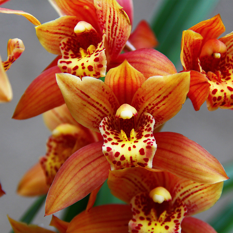 浓香好养兰花醉美人兰花室内外绿植盆栽