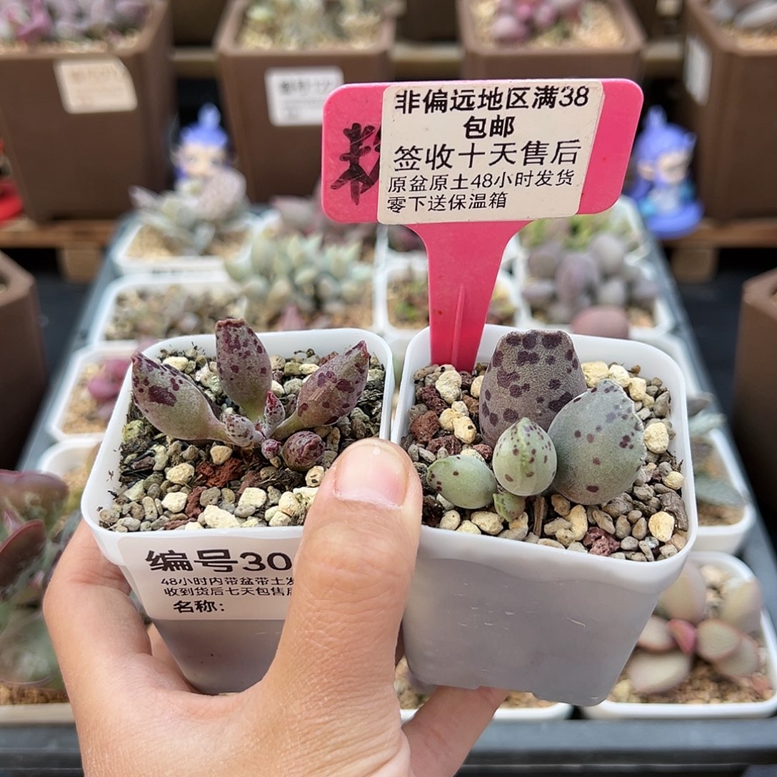 普*门308粉海报丸叶海豹多肉