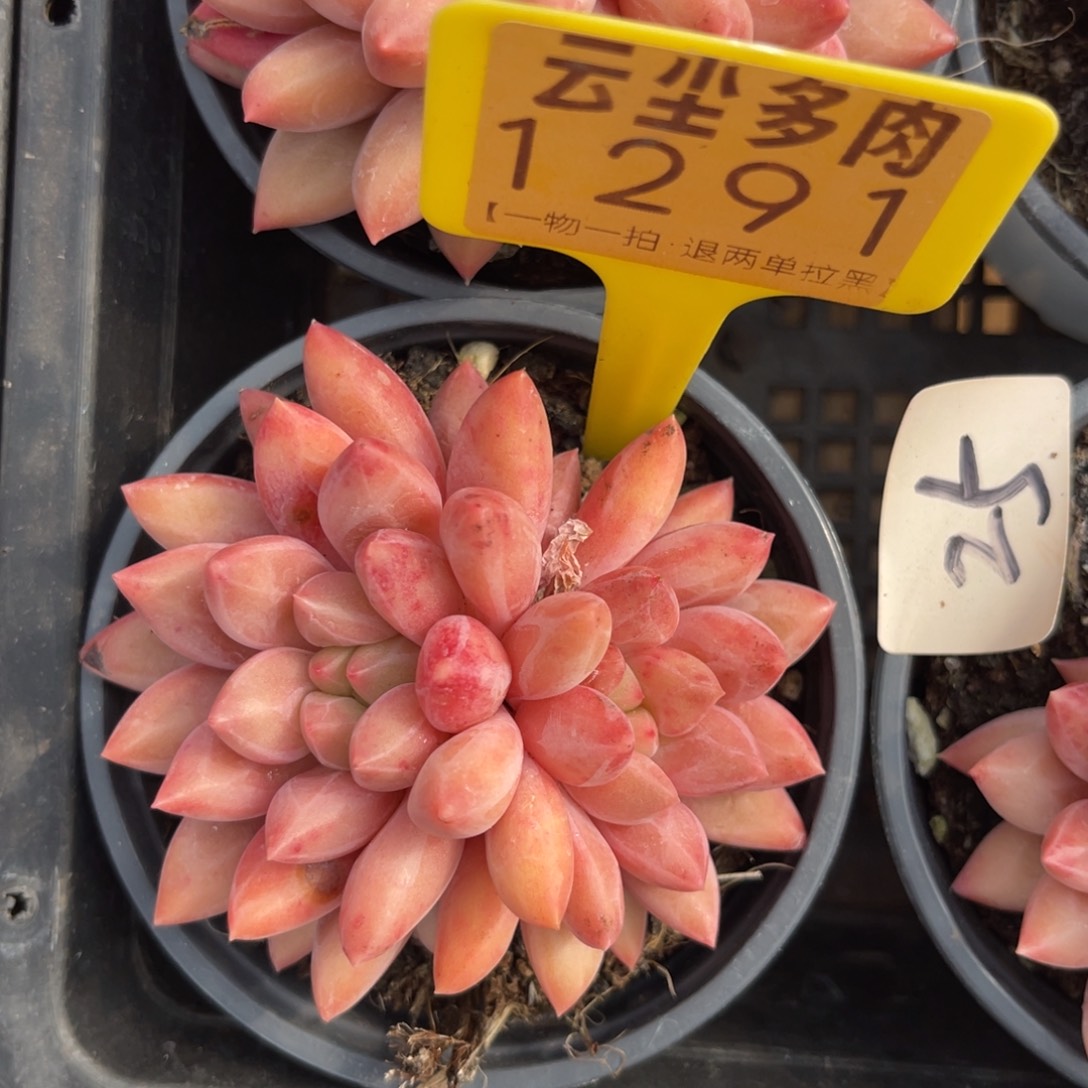 云尘多肉一物一拍1291