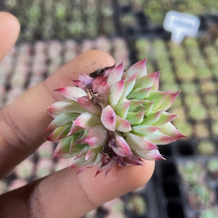 小梦瑶一元一颗.