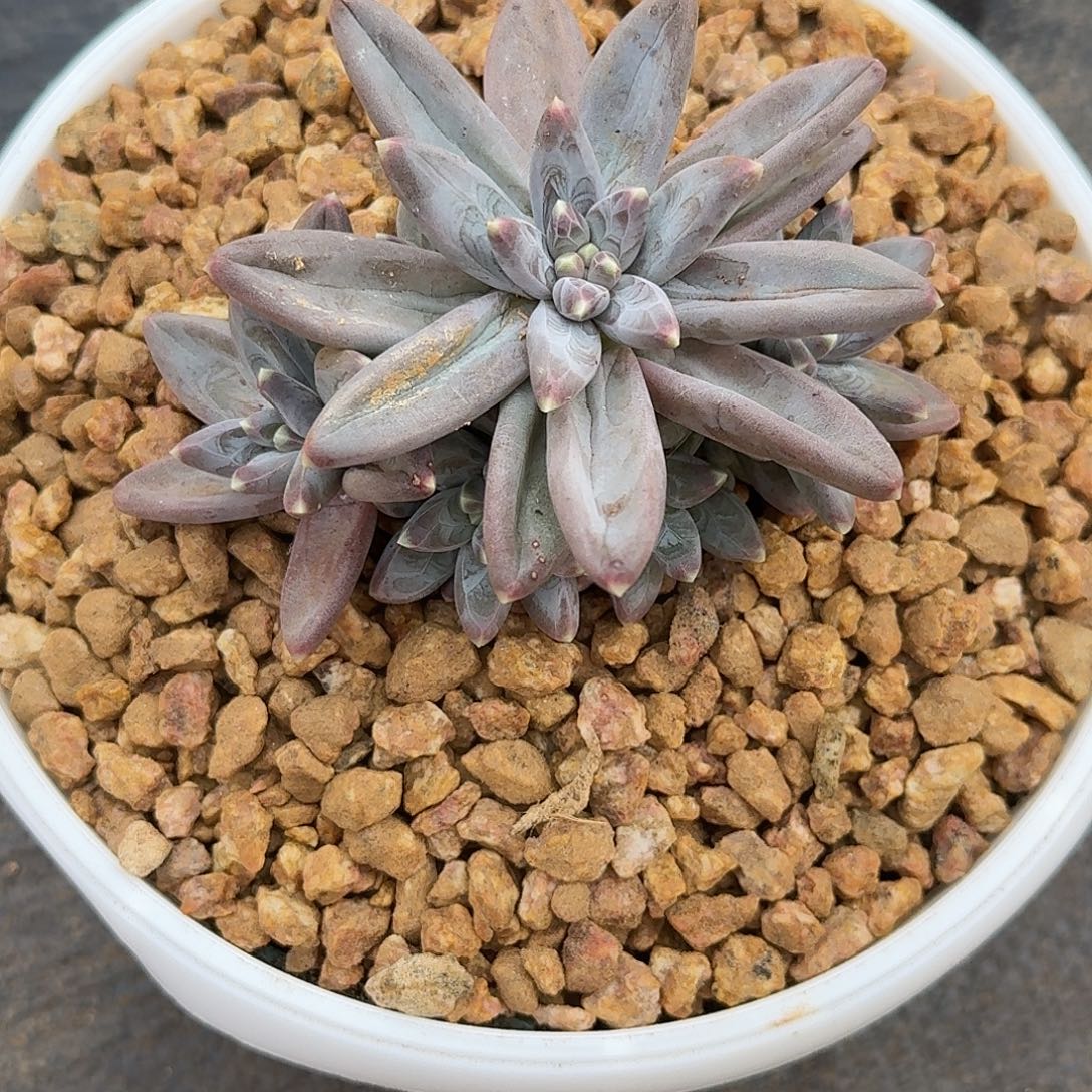 d***q学代理多肉植物寄养