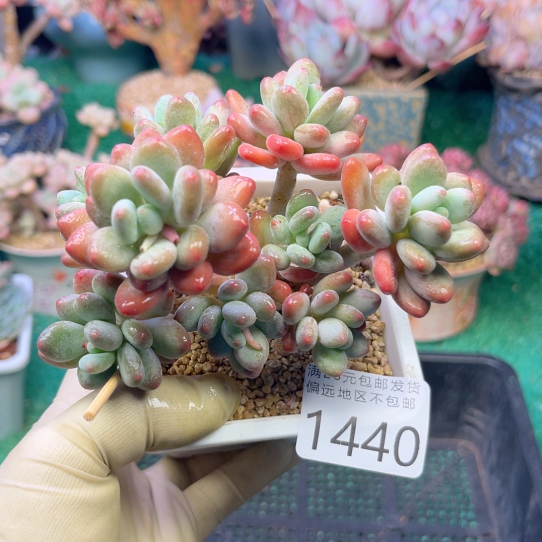 大1440，b c b c b c b n m