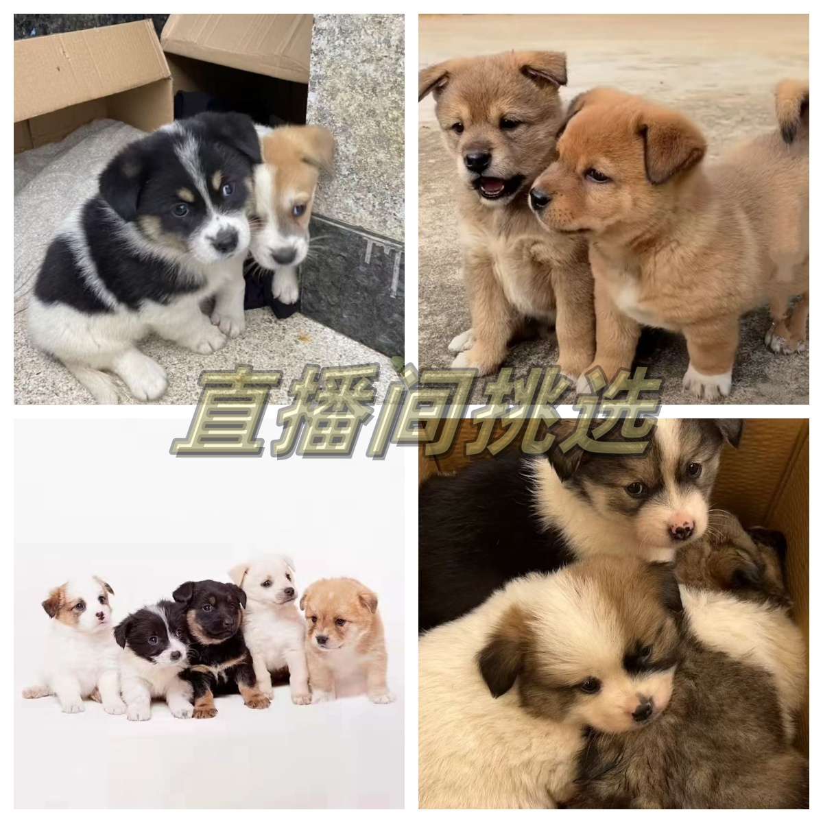 中华田园犬及混血小狗活体售卖直播间专享