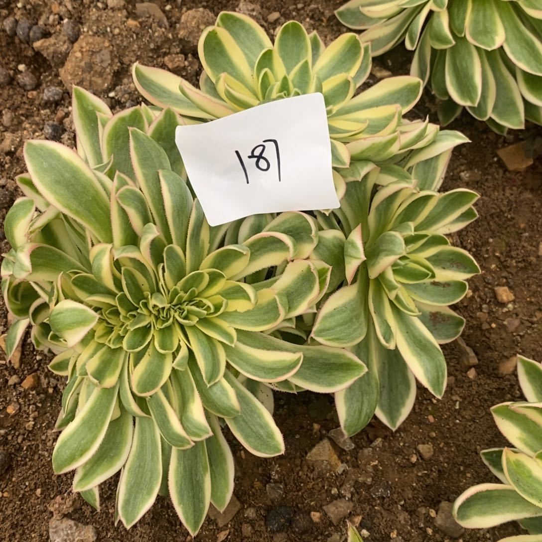 187青莲缀多肉植物