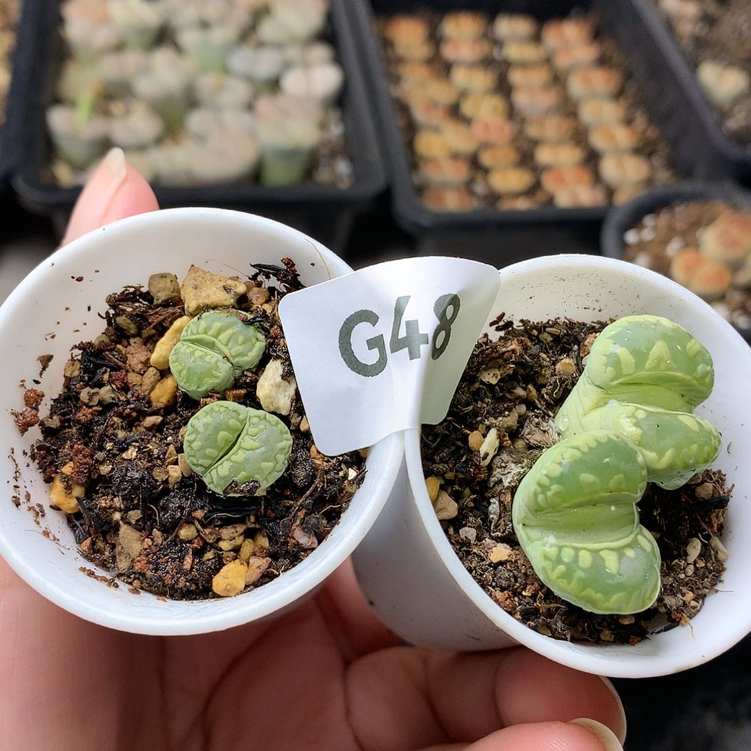 G48多肉植物保护研究所