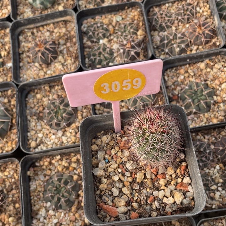 春***风实生乳突3059000000