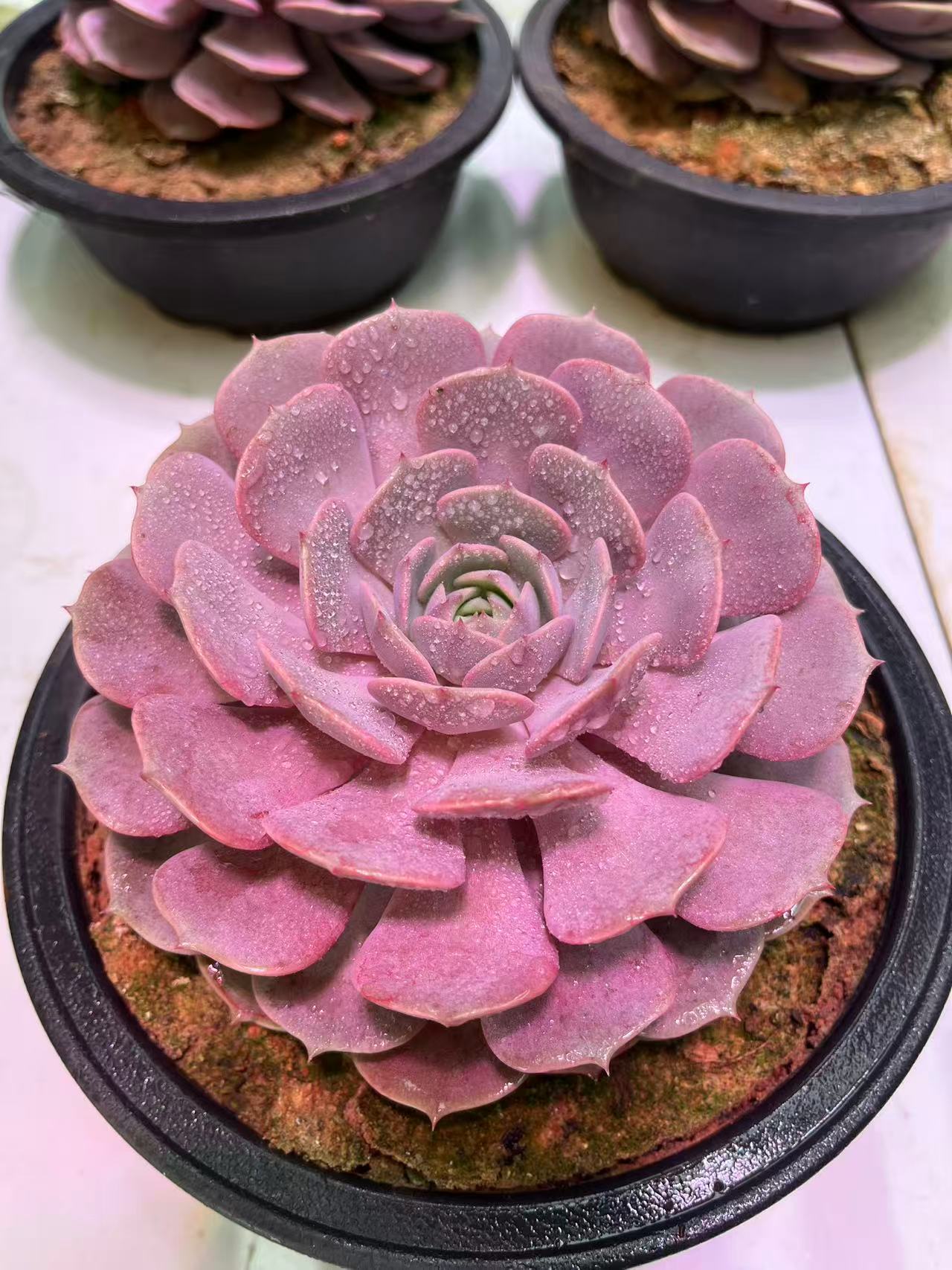 单头粉蝶莲花座 多肉植物