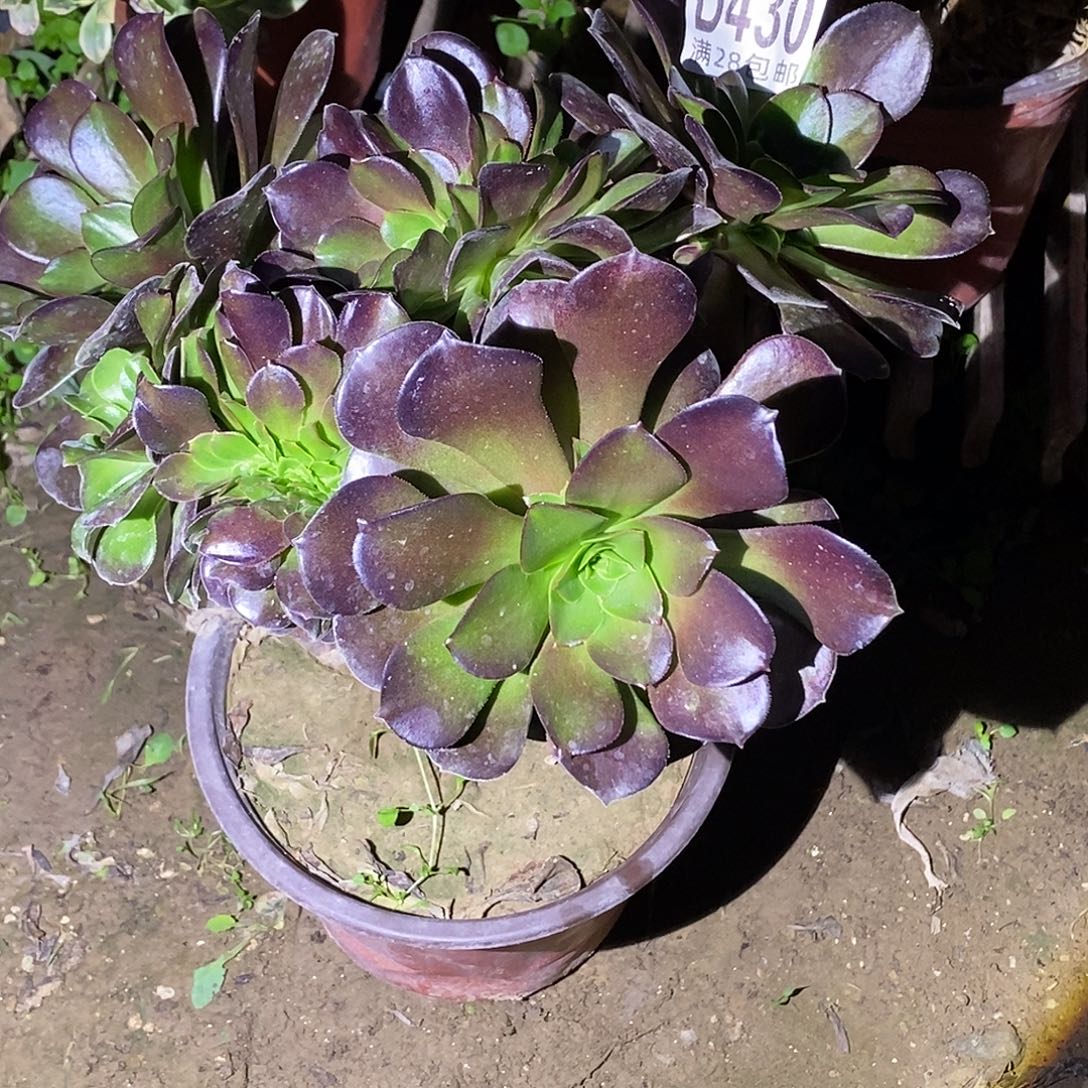 妖***巴430 多肉植物不包断枝