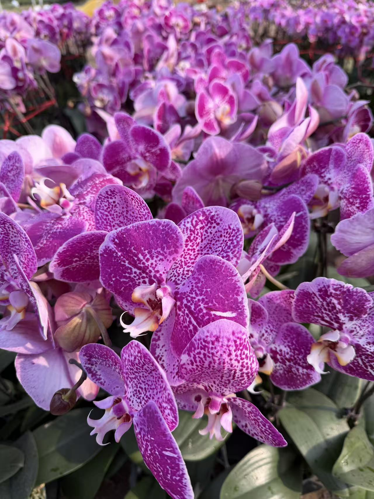 【藏宝图】精品蝴蝶兰带花剑盆栽浓香型花卉室内客厅四季开花