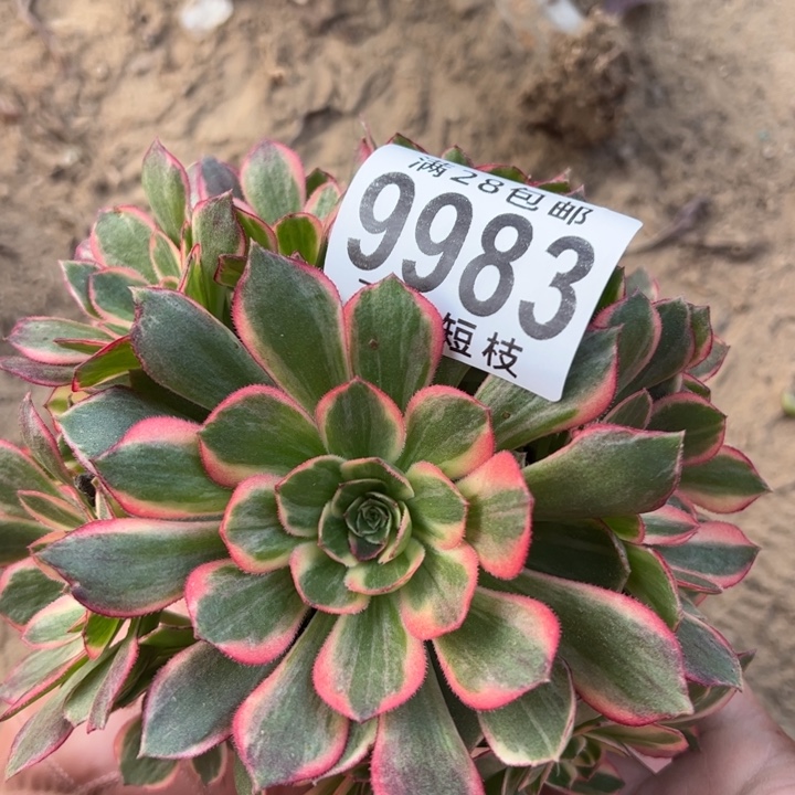 黑魔锦多肉植物法师9983