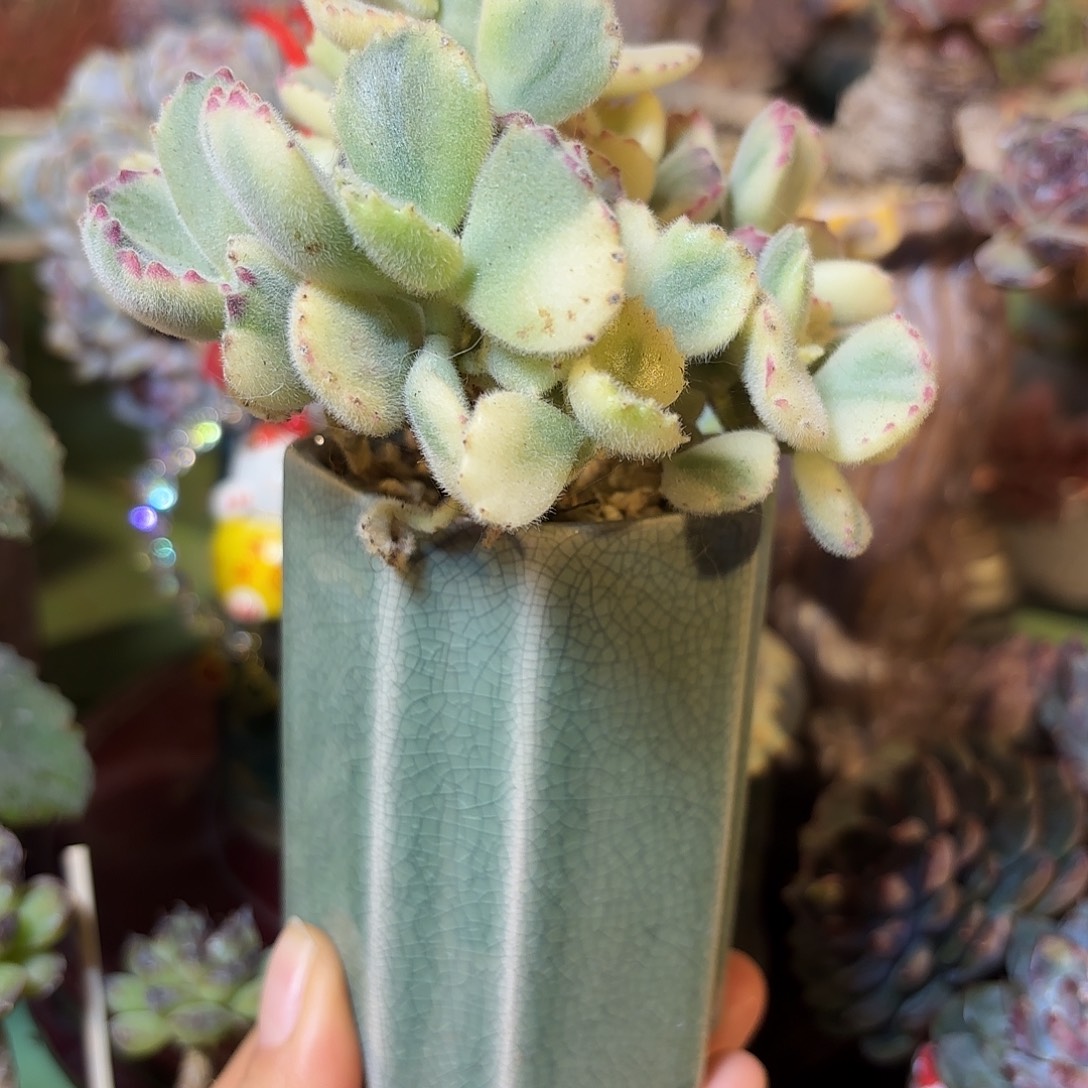 多肉植物啦啦啦啦