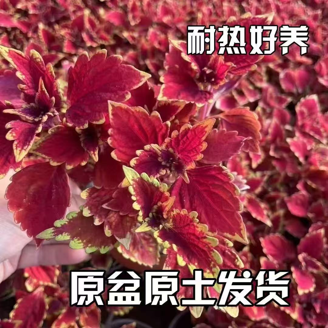 彩叶草五彩苏盆栽花卉四季可养适合阳台庭院观赏绿植