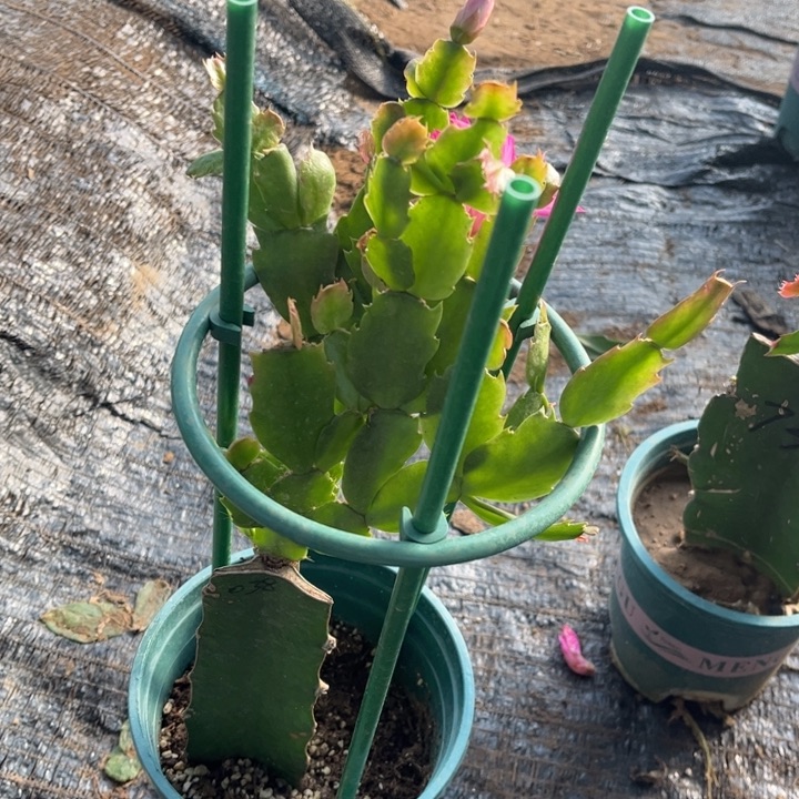 ┼***─2号038粉00000000。 