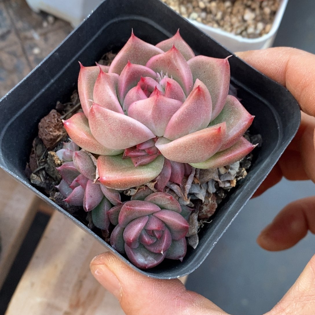 精品多肉一物一拆不包整99