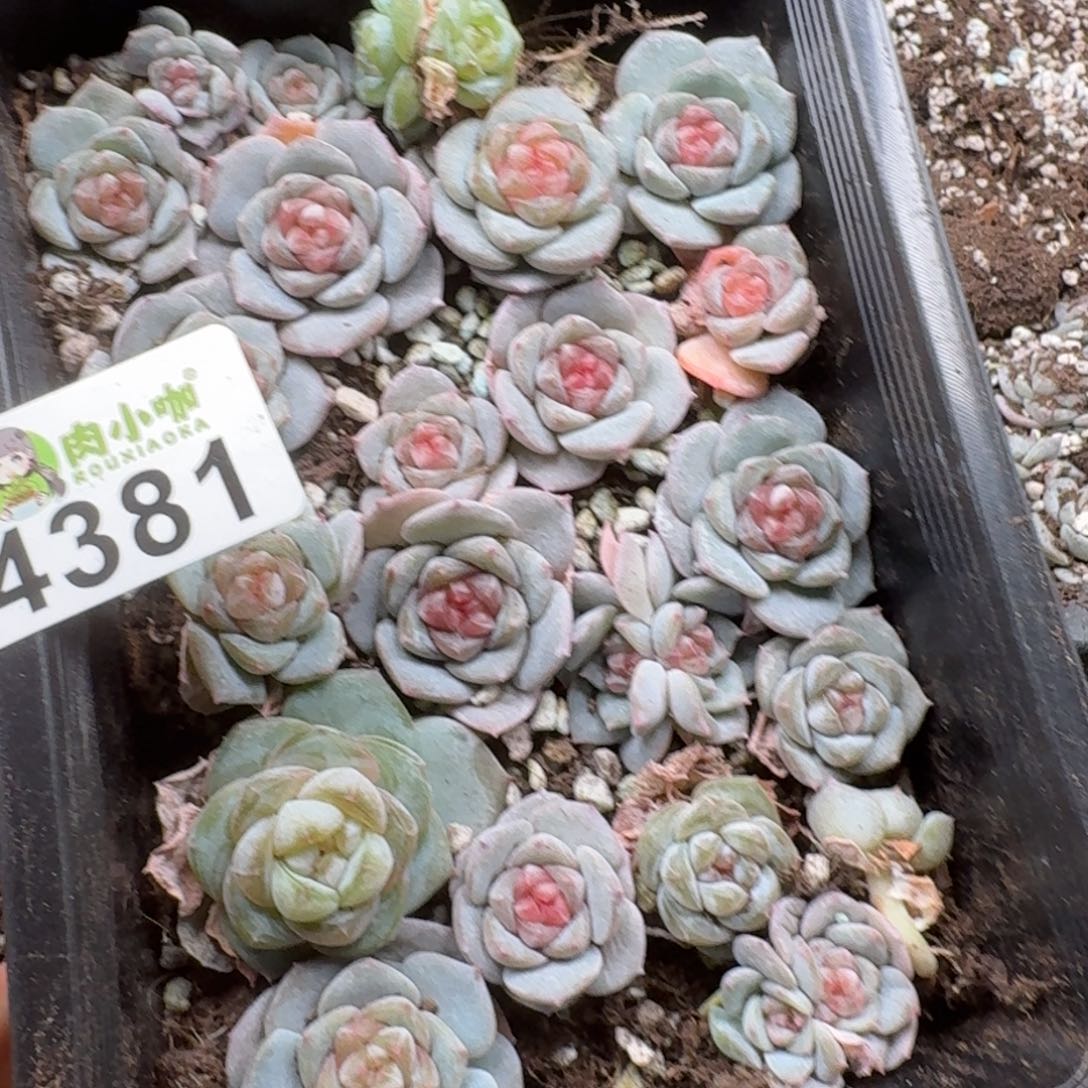 泡***x多肉植物多肉植物