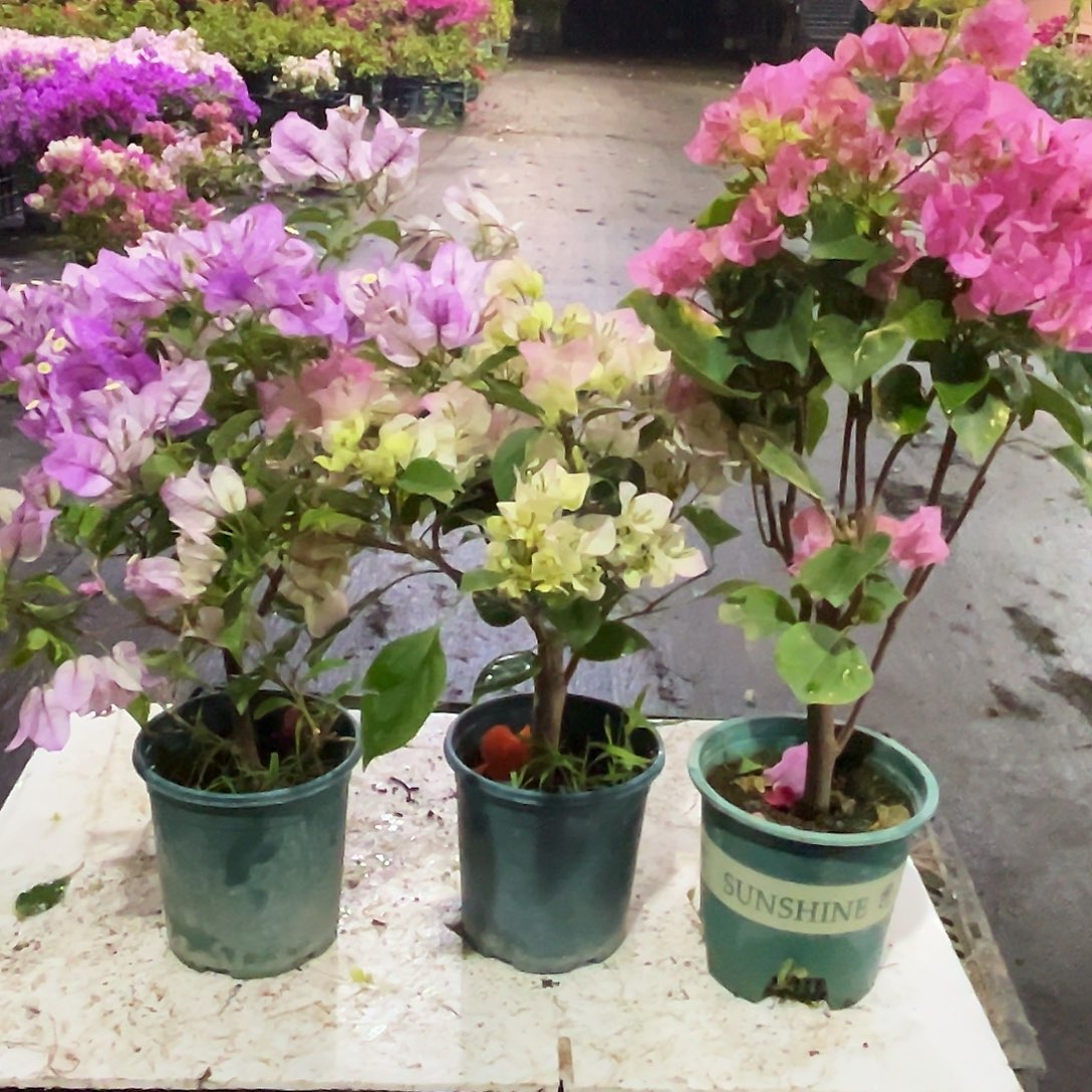 大部分花苞少量开放雪紫，绿樱，红粉佳人