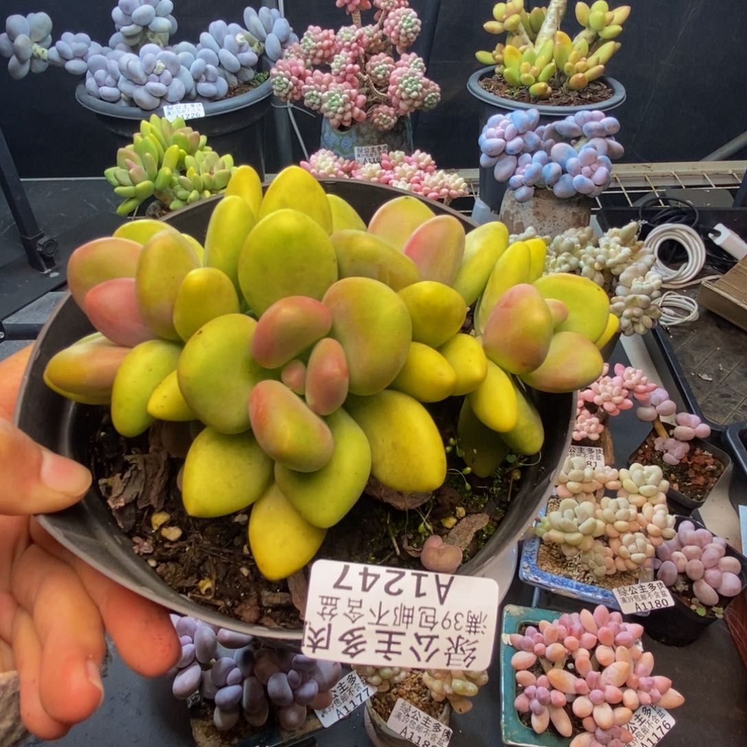247芒果奶多肉12c m