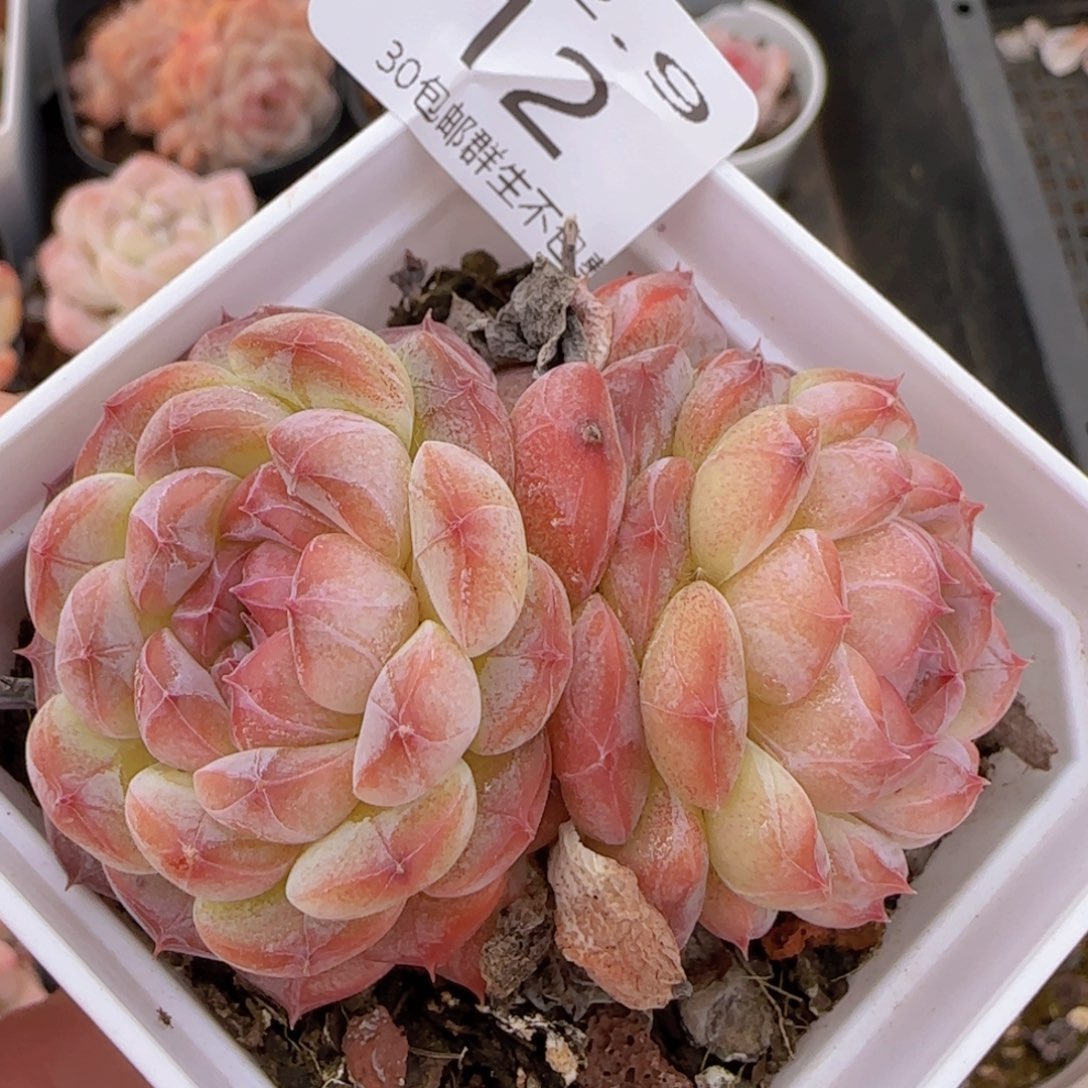 明月心双头一颗脱土